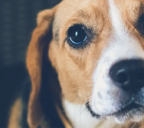 Puppy looking up at you.